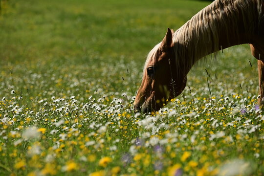 Margeritenwiese. Sch&ouml;nes Pferd grast auf Koppel mit Margeriten und giftigen Hahnenfu&szlig;