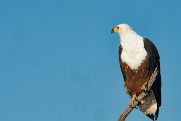 red tailed hawk
