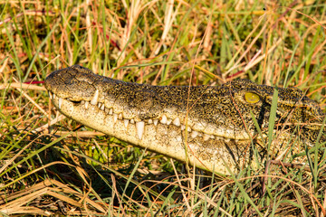 alligator in the grass