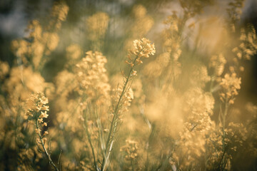 Close-Up of Rapeseed Flower with Blurred Yellow Blooming Field in the Background