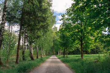 Peaceful Asphalt Road Through Spring Birches in a Calm Countryside Setting