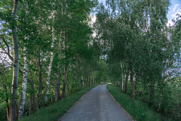 Peaceful Asphalt Road Through Spring Birches in a Calm Countryside Setting