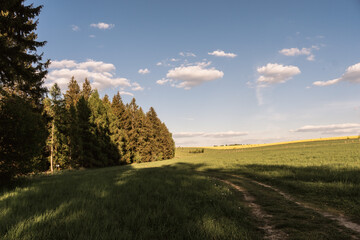 Spruce Forest in Beautiful Czech Countryside on a Picturesque Spring Evening