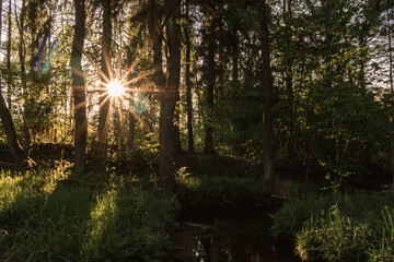 Picturesque Sunset in a Spruce Forest