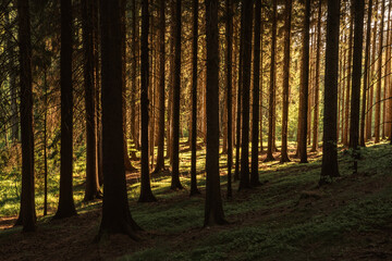 Picturesque Sunset in a Spruce Forest