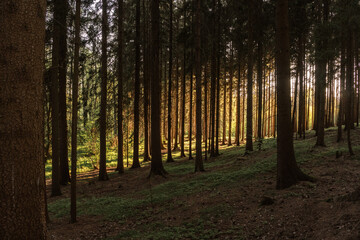 Picturesque Sunset in a Spruce Forest