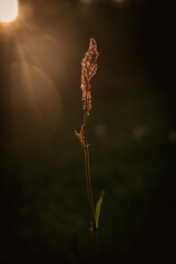 Close-Up of Sorrel Leaf in the Setting Sun