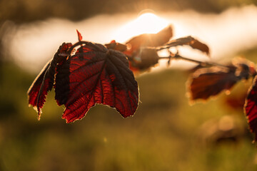 Close-Up of Red Leaves in the Setting Sun