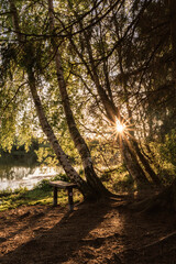 Picturesque Pondside Spot with Bench and Birches in the Setting Sun