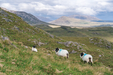 A trio of marked sheep graze peacefully on the windswept, emerald slopes of Connemara beneath a...