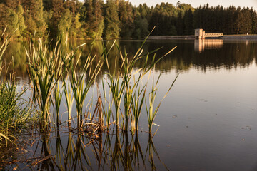 Staviště Reservoir Near Žďár nad Sázavou Reflecting Evening Sunlit Forests