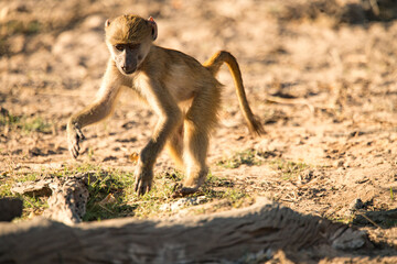 littel monkey have fun