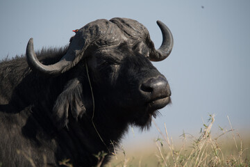 buffalo