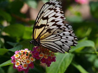 butterfly-003