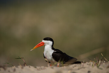 red billed hornbill