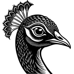 peacock vector illustration