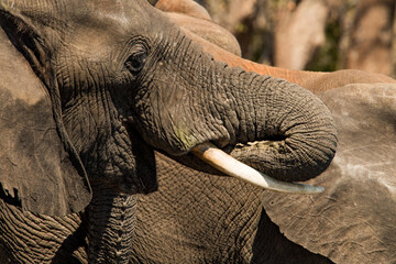 a potrait of an elephnat