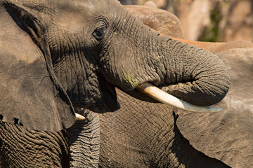 a potrait of an elephnat