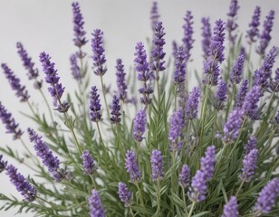 Obraz premium Close-up of lush lavender sprigs, vividly colored, stark white backdrop , violet, color, isolated