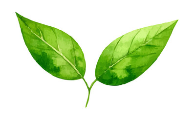 Fototapeta premium Dwa zielone liście ilustracja 