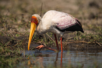 yellow billed stork