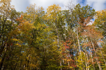 Fall foliage at Leonard Harrison State Park. Pine Creek Gorge, the Grand Canyon of Pennsylvania.