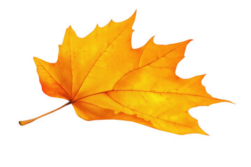 Obraz premium Capture Autumn's beauty, golden leaf against a stark canvas of nature's art