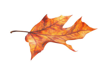 Fototapeta premium Isolated Autumn Leaf Shows Veins and Edges with Orange, Yellow, Brown Color