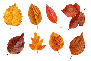 Fall Foliage, Showcase Autumn Color and Nature's Beauty
