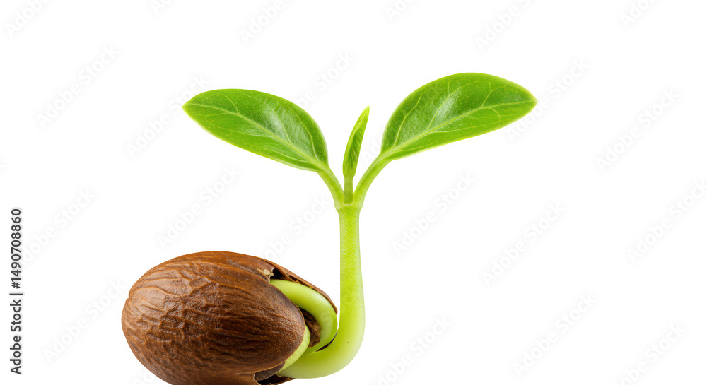 Poster seedling sprouting from nut shell isolated on transparent background