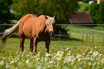 Frühlingswiese mit Pferd. Schönes Pferd grast auf blühender Weide