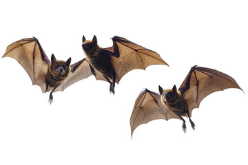 Fototapeta premium Bats Flying at Night with Translucent Wings, Halloween Concept Theme