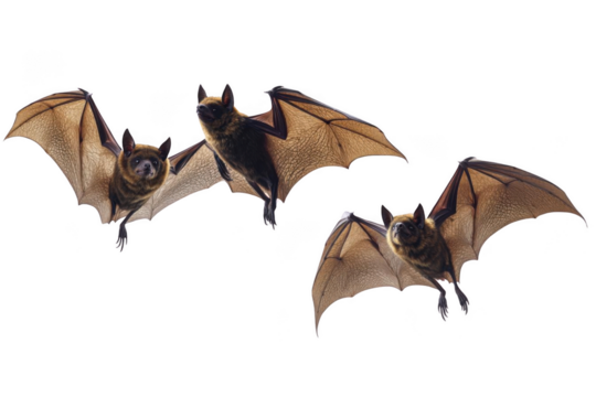 Bats Flying at Night with Translucent Wings, Halloween Concept Theme