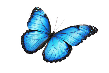 Fototapeta premium Capture Blue Beauty, A Butterfly's Wing in Detailed Close up View and Beauty.