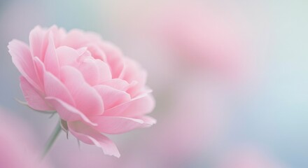 Fototapeta premium Delicate pink rose in soft focus, pastel background. Petals gently unfold, showcasing beauty