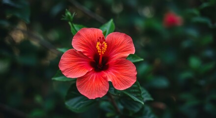 Obraz premium A vibrant red hibiscus flower in full bloom, its petals unfurling against a backdrop of lush green foliage