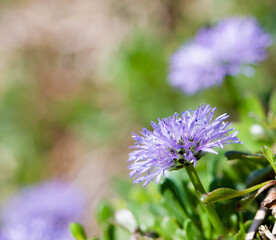 Beautiful close-up of globularia cordifolia