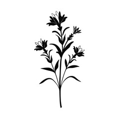 Wild Flower of old Diary-12