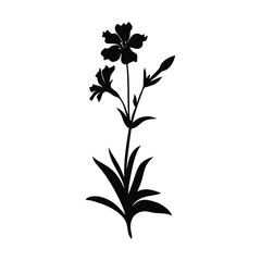 Wild Flower of old Diary-15