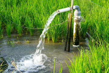 Irrigation of rice fields using pump wells with the technique of pumping water from the ground to...