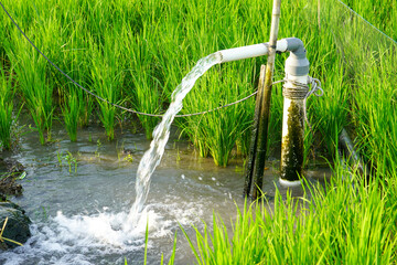Irrigation of rice fields using pump wells with the technique of pumping water from the ground to flow into the rice fields. The pumping station where water is pumped from a irrigation canal.	