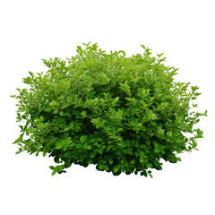Obraz premium Lush green shrub with vibrant foliage isolated on white background