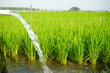 Obraz premium Irrigation of rice fields using pump wells with the technique of pumping water from the ground to flow into the rice fields. The pumping station where water is pumped from a irrigation canal. 