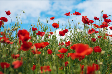 red poppy flowers
