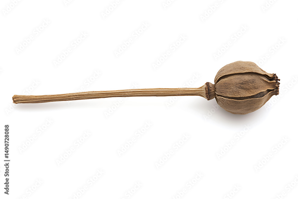 Poster dried poppy pod on white background. the pod is brown and shows its segmented form with a long, thin