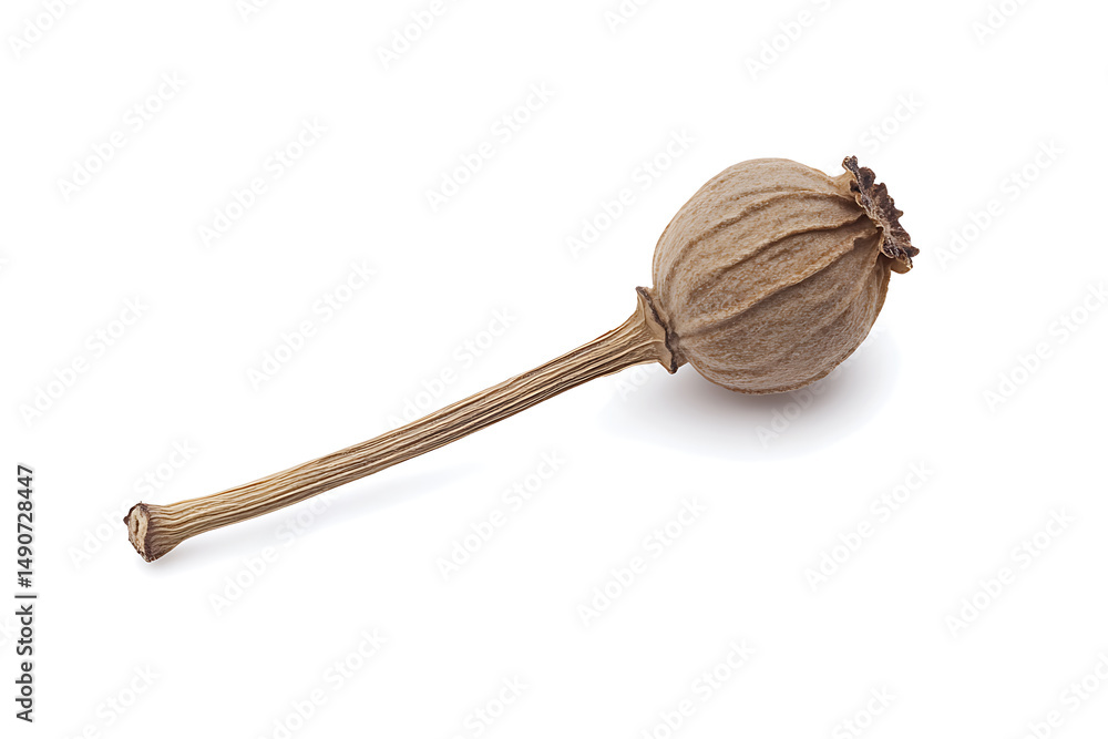 Poster dried seedpod of a poppy with long stem, isolated on a clean white background. distinct texture and 