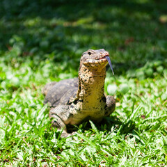 Lumphini Park, Bangkok: Close-up of a water monitor lizard on grass, showcasing its skin, tail, and head in a natural outdoor setting.