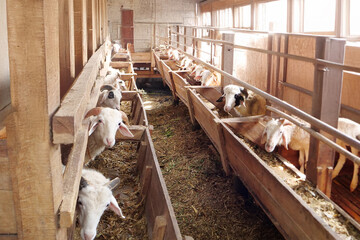 Traditional Goat Farm with Feeding Rows