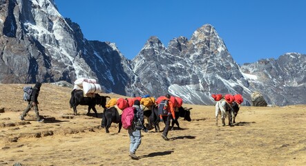 Yak or dzo caravan on the way to Mount Everest base camp
