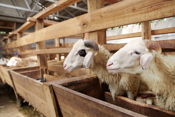 Choosing a Healthy Ram for Eid al-Adha Sacrifice